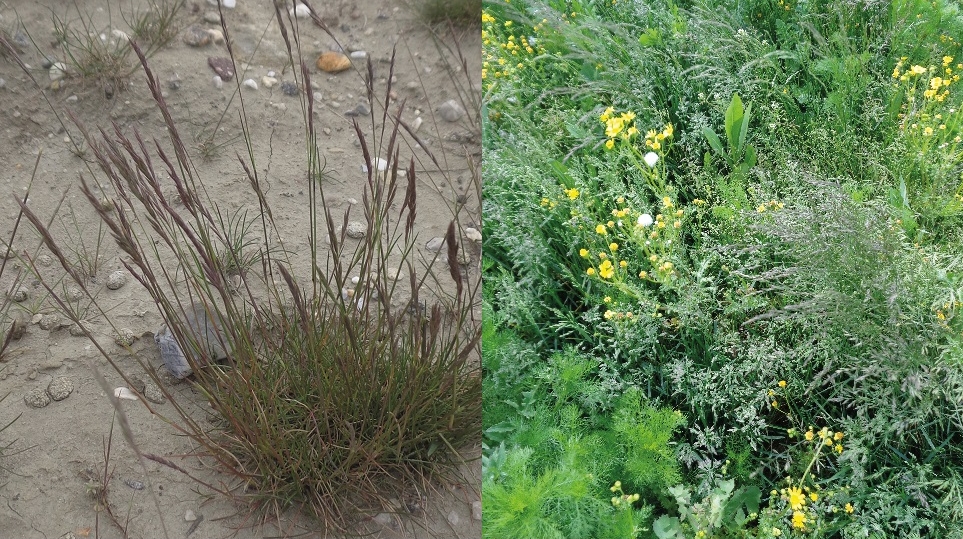 Links: Auf der mit den neuartigen Rekultivierungsmaterialien behandelten Versuchsfläche auf einer Leipziger Deponie hat sich in kurzer Zeit eine geschlossene Vegetation entwickelt. Rechts: Die unbehandelte Kontrollfläche wirkt dagegen recht kahl. Die Bilder entstanden im Mai 2021.